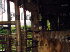 Wachhund im Bambua Cottages