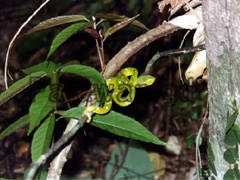 Schlange im Dschungel von Palawan