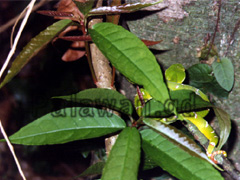 Grüne Schlange auf einem Ast im Dschungel von Palawan