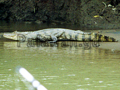 Krokodil bei einer Safari