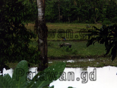 Wasserbüffel auf dem Reisfeld