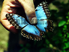 Blauer Schmetterling im Dschungel