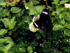 Das ist ein Schmetterling von der Insel Palwan, wie man ihn auch im Butterly Garden in Puerto Princesa sehen kann.